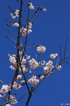 撮って出し-Canon EOS 60D-90.0-41_03_30-0