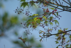 撮って出し(2025-05-08_15-54)-(PENTAX K10D-300