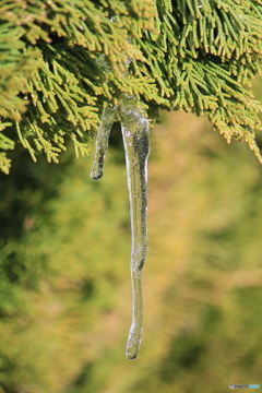 撮って出し(2025-01-13_09-59)-(Canon EOS 60D-2