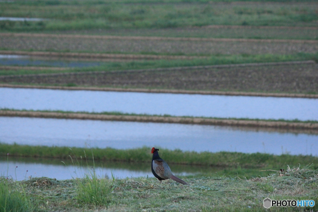 撮って出し-Canon EOS 60D-250.0-23_05_17-12