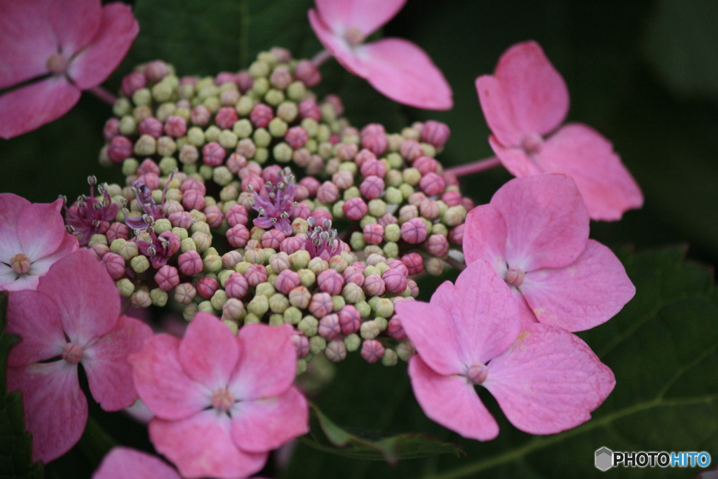 撮って出し(2025-06-29_17-40)-(Canon EOS 60D-1