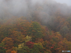 撮って出し(2025-10-26_14-02)-(E-M5-52(OLYMPUS