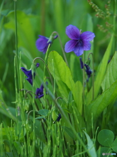 撮って出し(2024-05-15_06-45)-(E-M5-100(OLYMPU