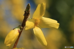 撮って出し(2025-04-06_08-48)-(Canon EOS 60D-9