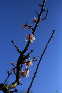 撮って出し(2024-04-10_16-05)-(Canon EOS 6D-90