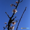 撮って出し(2024-04-10_16-05)-(Canon EOS 6D-90
