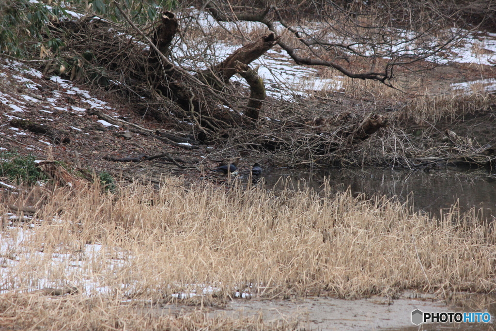 撮って出し(2024-01-28_08-48)-(Canon EOS 60D-2
