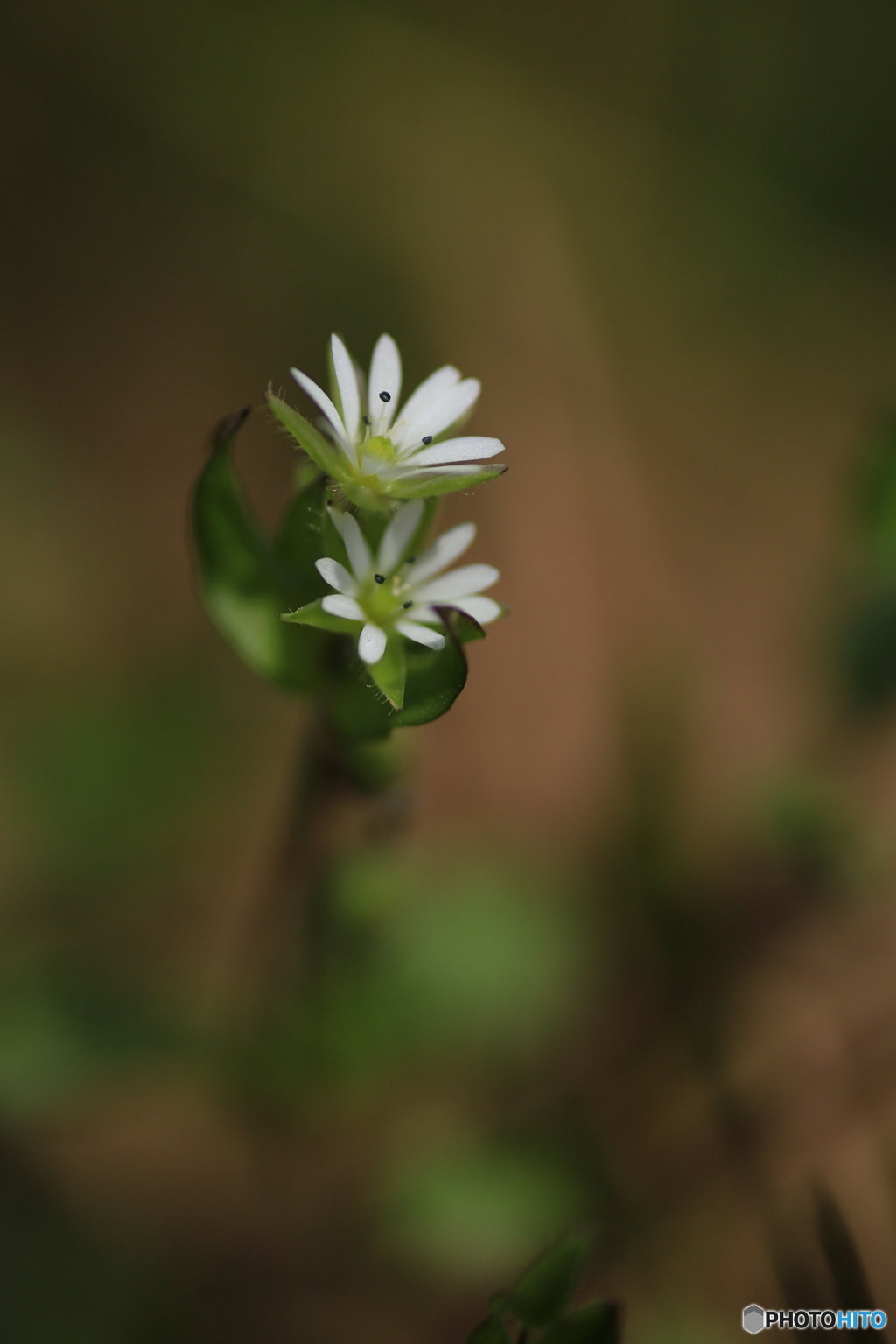 撮って出し(2024-04-08_11-18)-(Canon EOS 6D-90