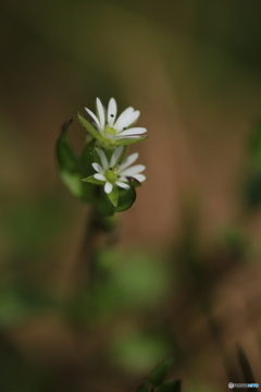 撮って出し(2024-04-08_11-18)-(Canon EOS 6D-90
