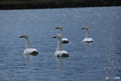 撮って出し(2024-12-09_06-58)-(Canon EOS 60D-2