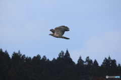 撮って出し(2025-02-26_09-23)-(Canon EOS 60D-2