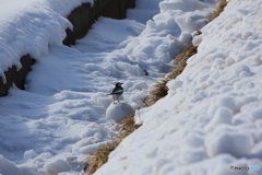 撮って出し(2025-01-13_09-50)-(Canon EOS 60D-2