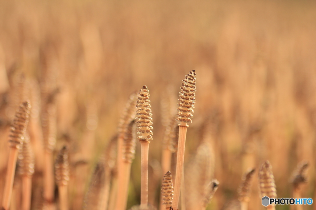 撮って出し-Canon EOS 60D-90.0-41_04_03-0