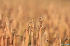 撮って出し-Canon EOS 60D-90.0-41_04_03-0