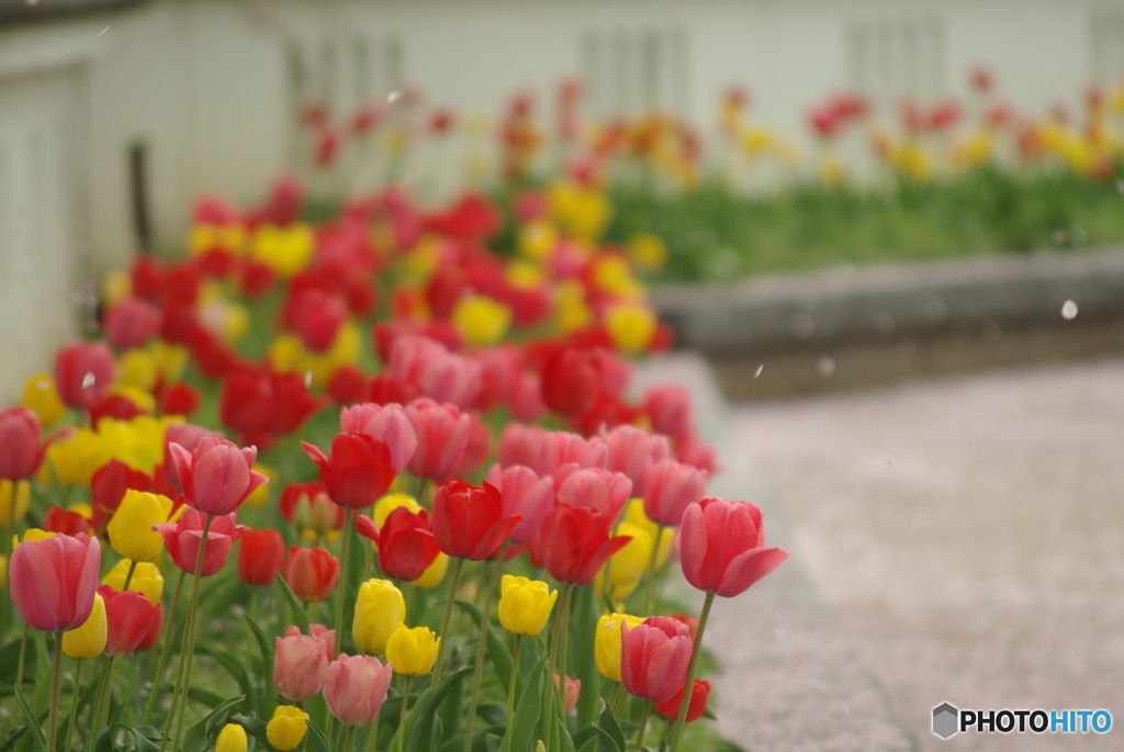 撮って出し(2025-04-24_09-32)-(PENTAX K10D-300