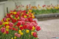 撮って出し(2025-04-24_09-32)-(PENTAX K10D-300