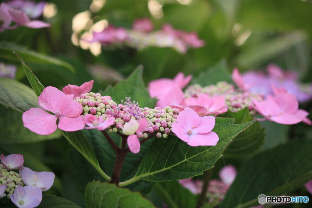 撮って出し(2025-06-29_17-40)-(Canon EOS 60D-9