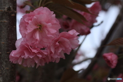 撮って出し(2025-04-30_14-35)-(Canon EOS 60D-9