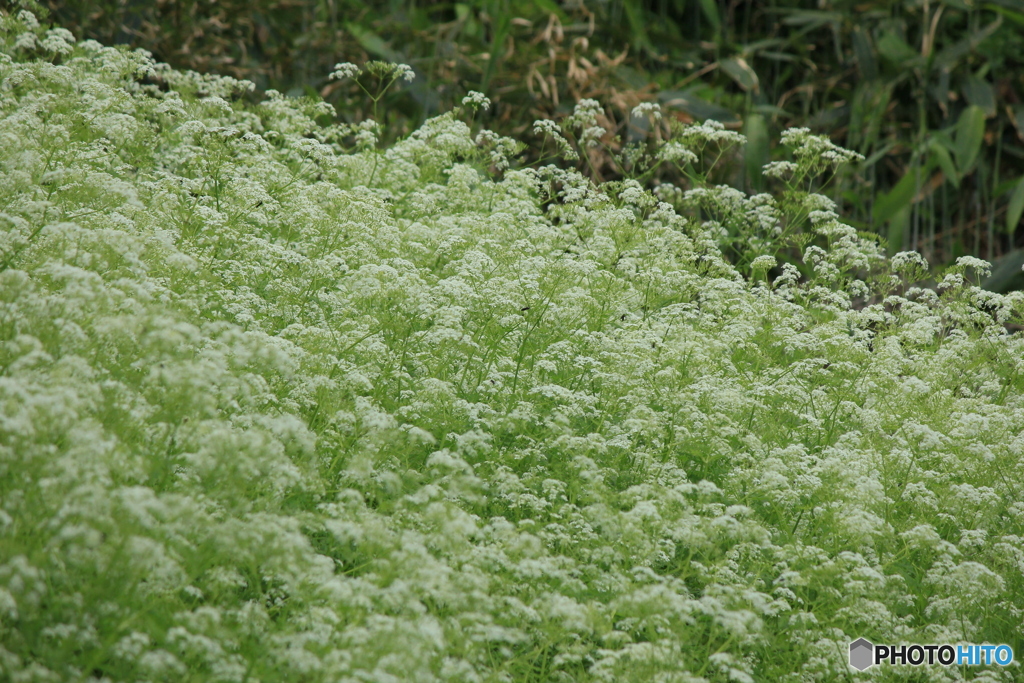 撮って出し(2024-05-12_09-52)-(Canon EOS 60D-2