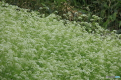 撮って出し(2024-05-12_09-52)-(Canon EOS 60D-2