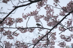 撮って出し(2025-04-24_09-05)-(Canon EOS 60D-2