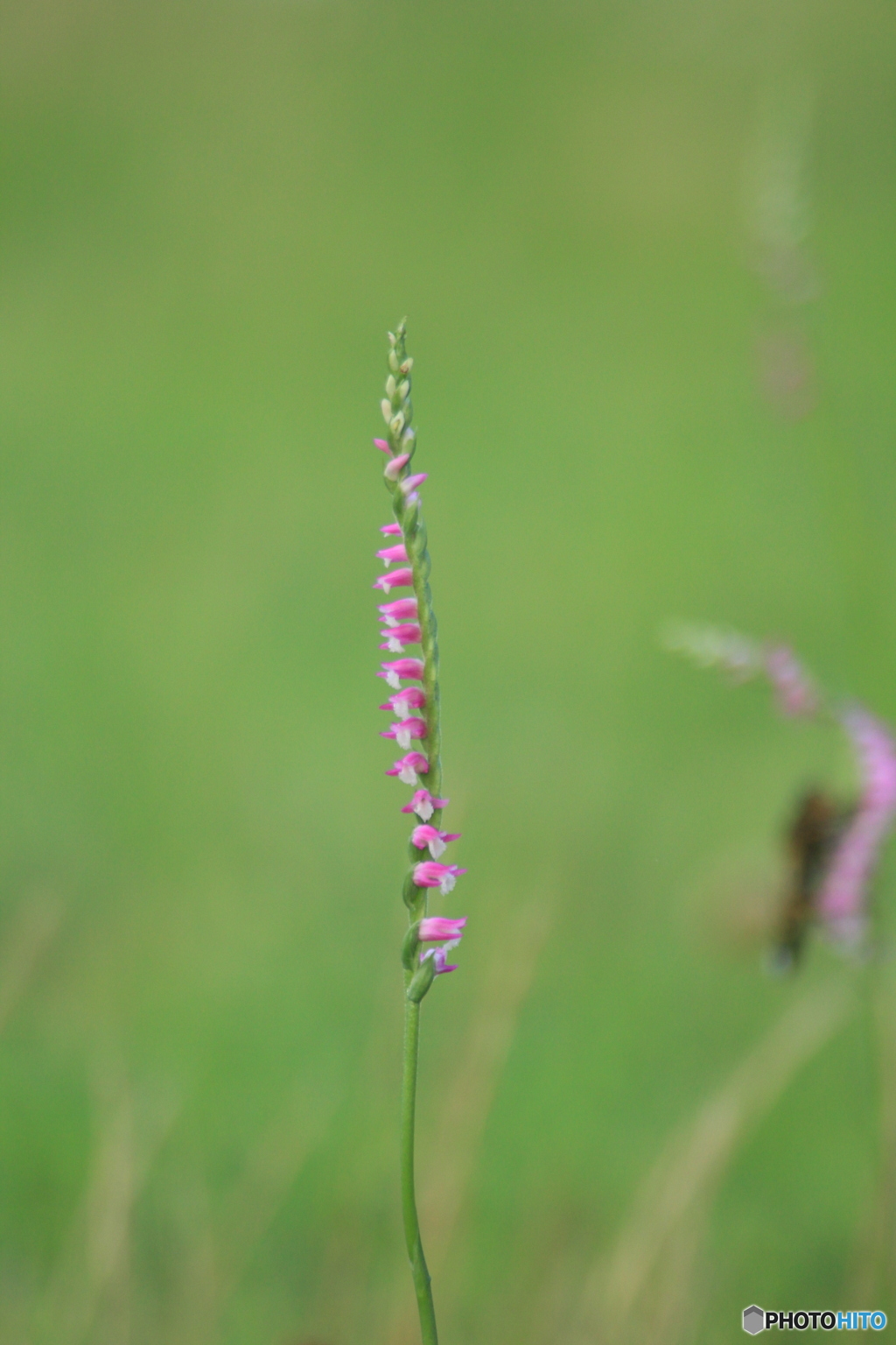 撮って出し(2025-07-08_06-32)-(Canon EOS 60D-3