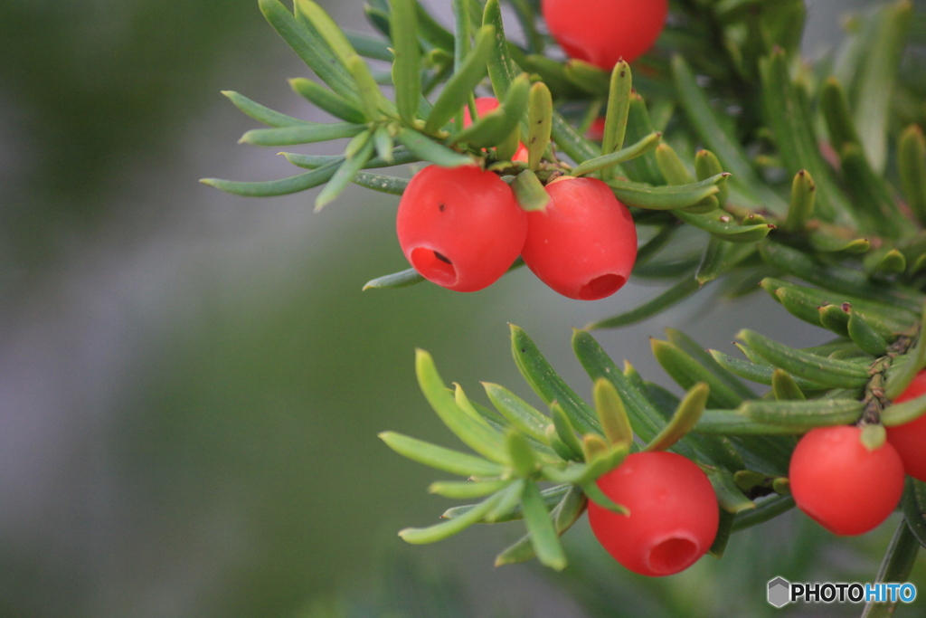 撮って出し(2024-11-15_12-15)-(Canon EOS 60D-2