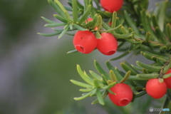 撮って出し(2024-11-15_12-15)-(Canon EOS 60D-2