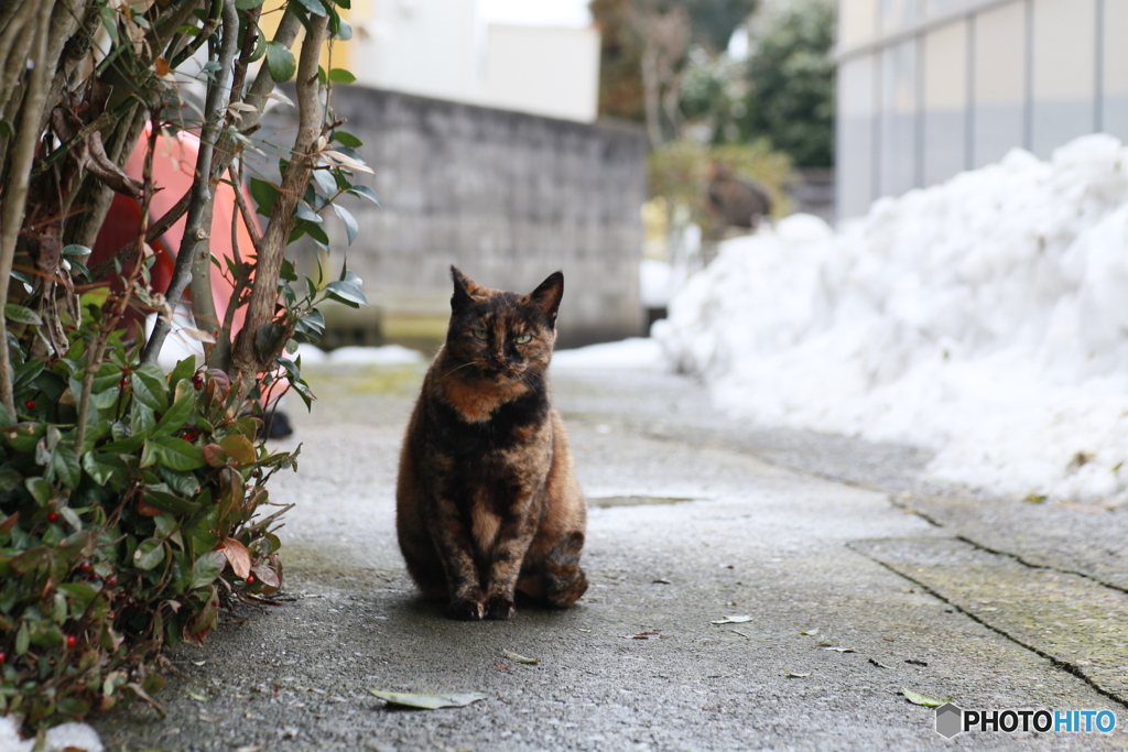 撮って出し-Canon EOS 6D-90.0-41_02_18-6