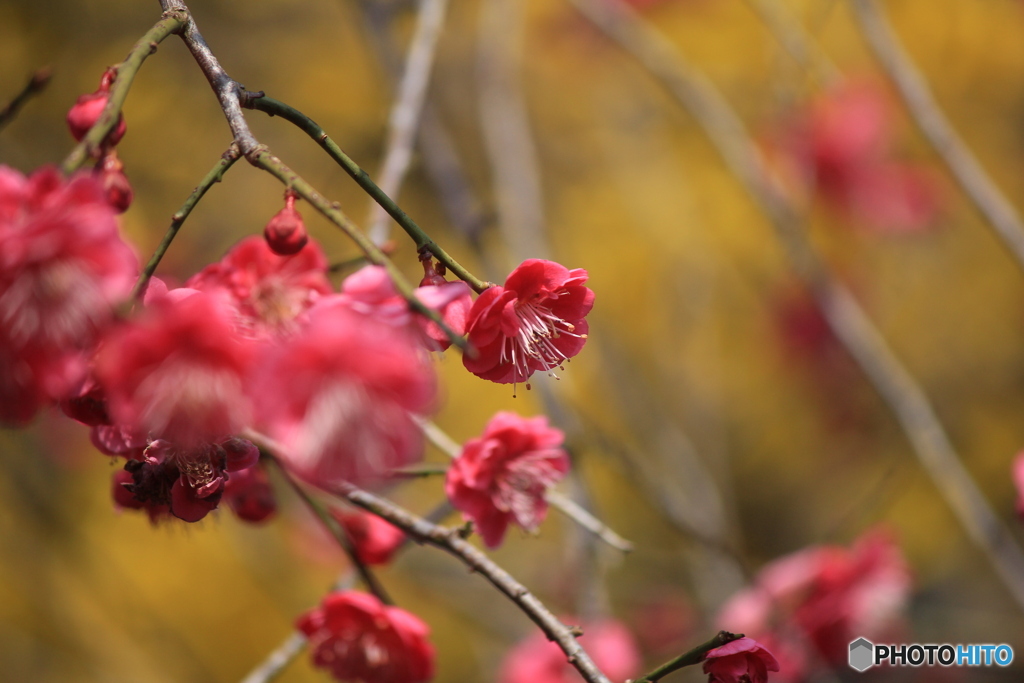 撮って出し(2025-04-07_09-27)-(Canon EOS 60D-2