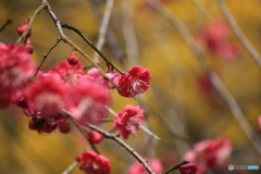 撮って出し(2025-04-07_09-27)-(Canon EOS 60D-2