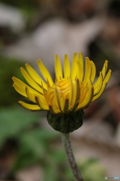 撮って出し(2024-04-18_09-19)-(Canon EOS 6D-90