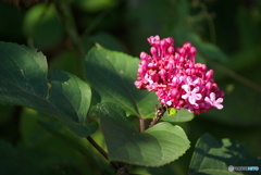 撮って出し(2025-10-30_10-31)-(PENTAX K10D-190