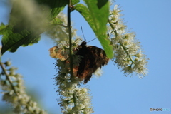 撮って出し(2025-05-08_16-16)-(Canon EOS 60D-3