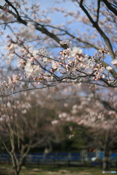 撮って出し(2024-04-12_15-22)-(Canon EOS 6D-50