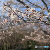 撮って出し(2024-04-12_15-22)-(Canon EOS 6D-50