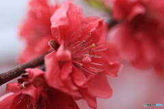 撮って出し(2025-04-27_13-31)-(Canon EOS 60D-9