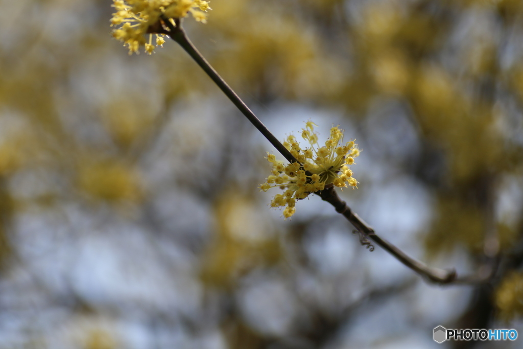 撮って出し(2025-04-07_12-05)-(Canon EOS 6D-90