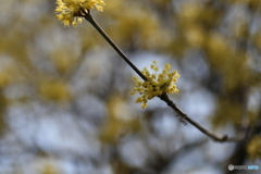 撮って出し(2025-04-07_12-05)-(Canon EOS 6D-90