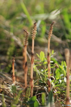 撮って出し(2025-04-06_08-51)-(Canon EOS 60D-9