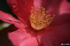 撮って出し(2024-03-31_10-10)-(Canon EOS 6D-90