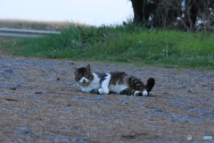撮って出し(2024-04-22_18-08)-(Canon EOS 60D-1