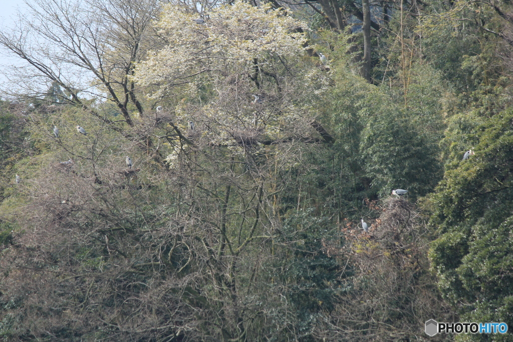 撮って出し(2025-04-19_09-47)-(Canon EOS 60D-2
