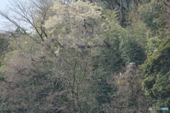 撮って出し(2025-04-19_09-47)-(Canon EOS 60D-2