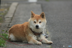 撮って出し(2025-05-09_15-32)-(Canon EOS 60D-3