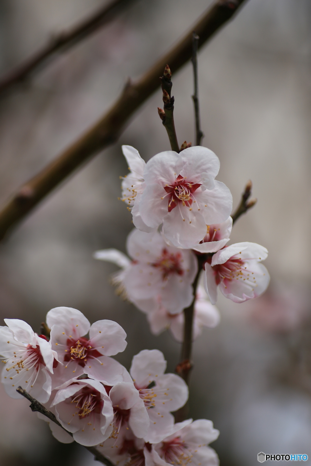 撮って出し(2024-04-08_11-33)-(Canon EOS 6D-90