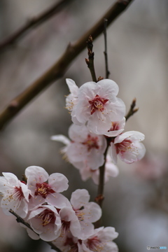 撮って出し(2024-04-08_11-33)-(Canon EOS 6D-90