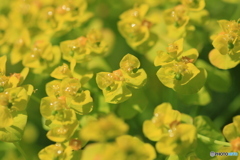 撮って出し-Canon EOS 60D-90.0-23_05_17-12