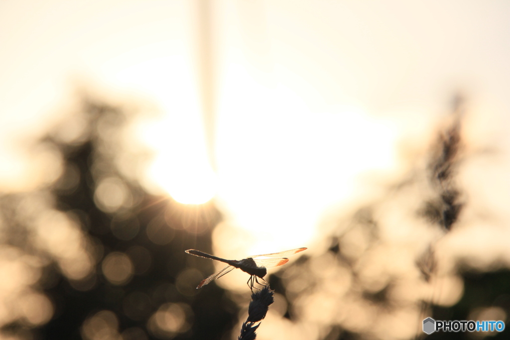 撮って出し-Canon EOS 60D-145.0-22_09_14-0