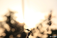 撮って出し-Canon EOS 60D-145.0-22_09_14-0